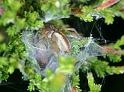 Cheiracanthium_erraticum_D4441_Z_88_Belversven_Nederland
