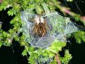 Cheiracanthium_erraticum_D4442_Z_88_Belversven_Nederland