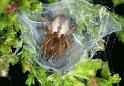 Cheiracanthium_erraticum_D4443_Z_88_Belversven_Nederland