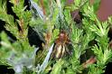 Cheiracanthium_erraticum_D4444_Z_88_Belversven_Nederland