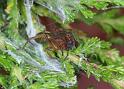 Cheiracanthium_erraticum_D4445_Z_88_Belversven_Nederland