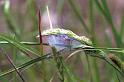 Cheiracanthium_erraticum_F1033_Z_75_Soube_Frankrijk