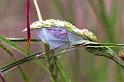 Cheiracanthium_erraticum_F1034_Z_80_Soube_Frankrijk