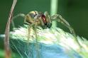 Cheiracanthium_erraticum_F1035_Z_82_Soube_Frankrijk