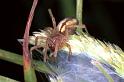 Cheiracanthium_erraticum_F1036_Z_80_Soube_Frankrijk