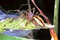 Cheiracanthium_erraticum_F1038_Z_85_Soube_Frankrijk