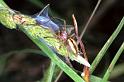 Cheiracanthium_erraticum_F1039_Z_80_Soube_Frankrijk