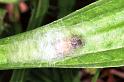 Cheiracanthium_erraticum_F1188_Z_82_Laprade_Frankrijk