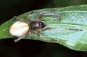 Cheiracanthium_erraticum_F1189_Z_81_Laprade_Frankrijk