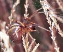 Cheiracanthium_erraticum_F2245_Z_85_Loenen(Gld)_Nederland