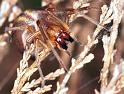 Cheiracanthium_erraticum_F2246_Z_82_Loenen(Gld)_Nederland