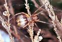 Cheiracanthium_erraticum_F2247_Z_75_Loenen(Gld)_Nederland