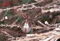 Cheiracanthium_erraticum_F2248_Z_75_Loenen(Gld)_Nederland