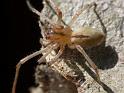 Cheiracanthium_gilvum_D6407_Z_88_Brisbane_Australie