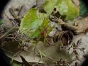 Cheiracanthium_gilvum_D6599_O_82_Brisbane_Australie