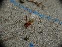 Cheiracanthium_gilvum_D6600_O_83_Brisbane_Australie