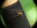 Cheiracanthium_gilvum_D6601_O_85_Brisbane_Australie