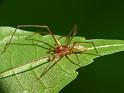 Cheiracanthium_gilvum_D6603_O_89_Brisbane_Australie