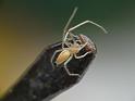 Cheiracanthium_gilvum_D6604_O_88_Brisbane_Australie