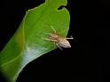 Cheiracanthium_gilvum_D6617_Z_87_Brisbane_Australie