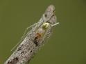 Cheiracanthium_gracile_D6437_Z_88_Brisbane_Australie