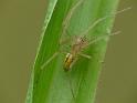 Cheiracanthium_gracile_D6438_Z_88_Brisbane_Australie