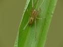 Cheiracanthium_gracile_D6439_Z_86_Brisbane_Australie
