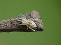 Cheiracanthium_gracile_D6440_Z_78_Brisbane_Australie