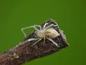 Cheiracanthium_gracile_D6441_Z_81_Brisbane_Australie