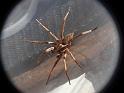 Mituliodon_tarantulinus_D6777_Z_90_Brisbane_Australie