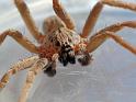Mituliodon_tarantulinus_D6778_Z_88_Brisbane_Australie