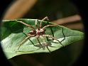 Mituliodon_tarantulinus_D6779_Z_87_Brisbane_Australie