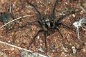 Miturga_ZZ013_F0614_Z_90_Emerald-Clermont_Australie