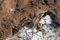 Miturga_lineata_D2501_Z_80_-_Australie