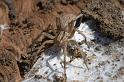 Miturga_lineata_D2502_Z_81_-_Australie