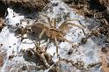 Miturga_lineata_D2503_Z_80_-_Australie