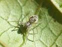 Miturga_lineata_D6783_Z_88_Brisbane_Australie