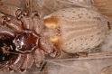 Miturga_lineata_D7197_Z_90_Landweg_Australie