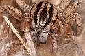 Miturga_lineata_D7199_Z_89_Landweg_Australie