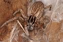 Miturga_lineata_D7200_Z_89_Landweg_Australie