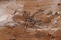 Miturga_lineata_D7201_Z_90_Landweg_Australie