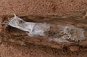 Miturga_lineata_D7202_Z_90_Landweg_Australie