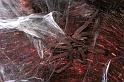 Miturga_lineata_F0872_Z_80_Giru_Australie