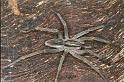 Miturga_lineata_F0873_Z_80_Giru_Australie