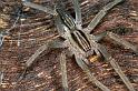 Miturga_lineata_F0874_Z_88_Giru_Australie