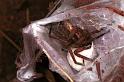 Miturga_lineata_F0875_Z_88_Giru_Australie