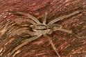 Miturga_lineata_RF0559_Z_80_Daintree-Giru_Australie