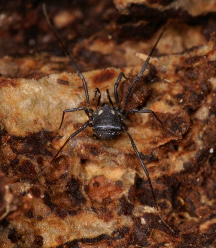 Nemastoma_lugubre_D6031_Z_88_Dalsteeg_Nederland.jpg