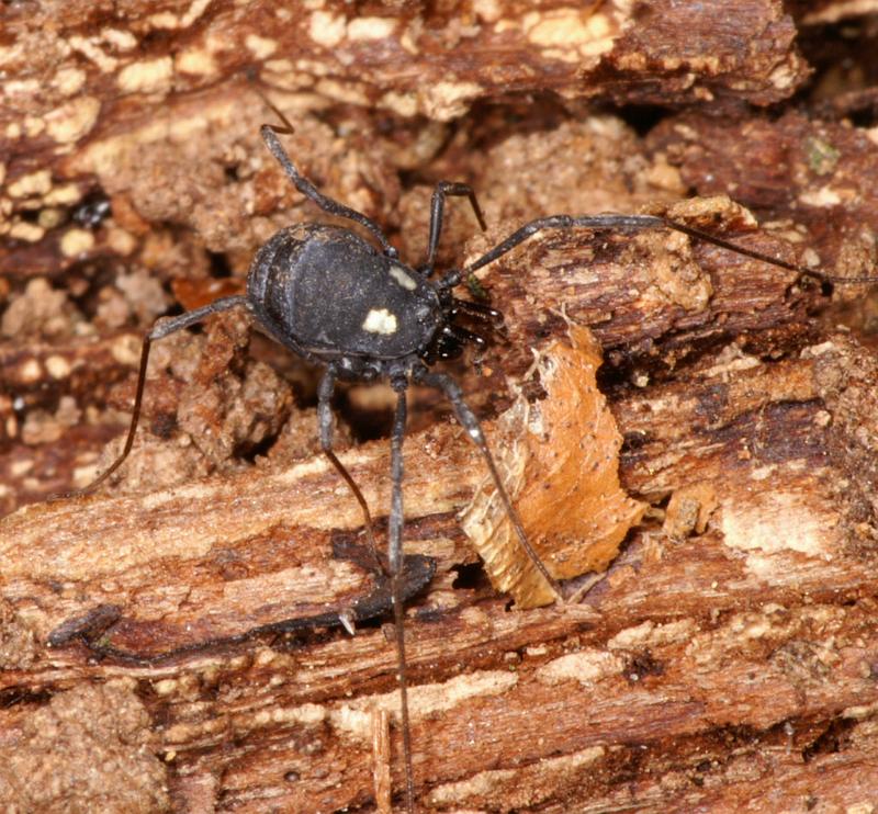 Nemastoma_lugubre_D6032_Z_89_Dalsteeg_Nederland.jpg