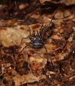 Nemastoma_lugubre_D6031_Z_88_Dalsteeg_Nederland